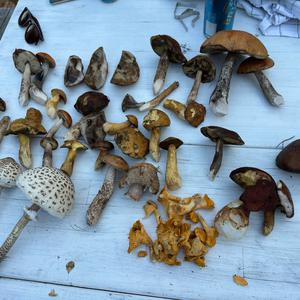 Unknown Species