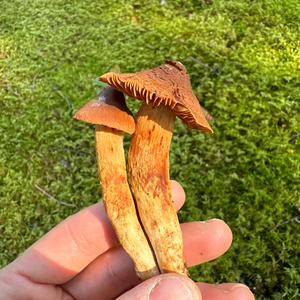Foxy-orange Web Cap