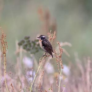 Braunkehlchen