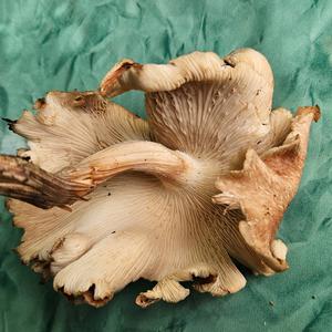 Unknown Species