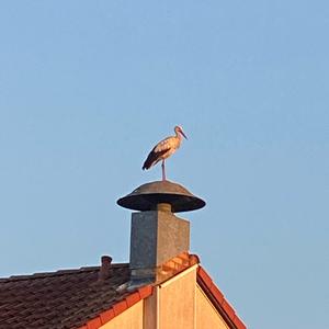 Weißstorch