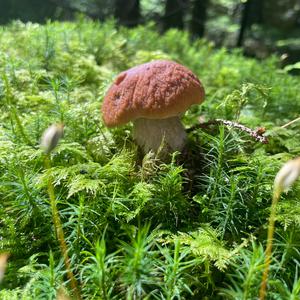 Summer Bolete