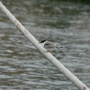 Arctic Tern