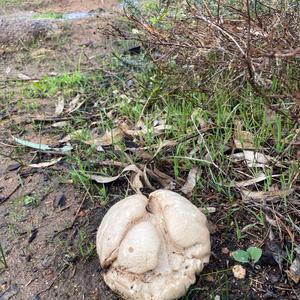 Meadow Puffball