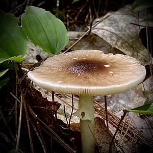 Gelbbräunlicher Scheidenstreifling