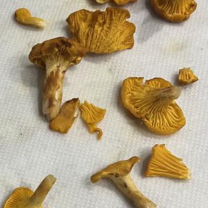 Chanterelle, Common