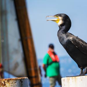 Kormoran