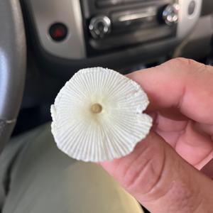 Unknown Species