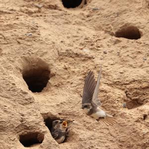 Sand Martin