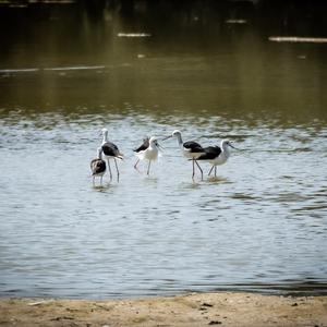Black-winged Stilt