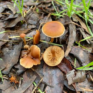 Deadly Galerina
