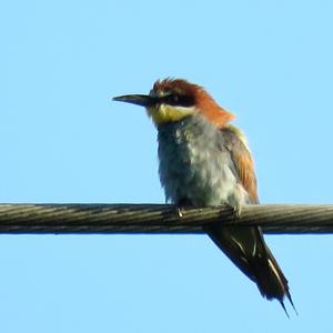 European Bee-eater