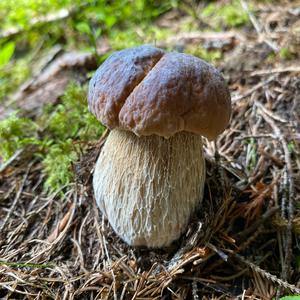 King Bolete