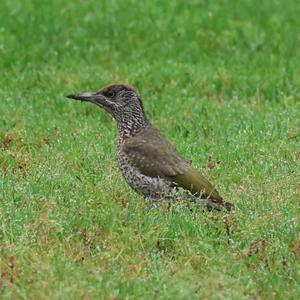 Eurasian Green Woodpecker