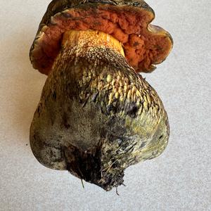 Netzstieliger Hexenröhrling