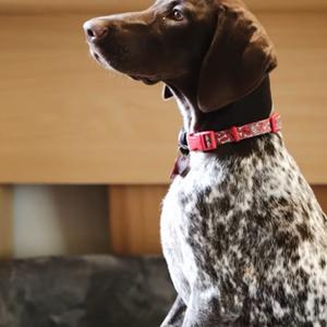 Pointer (German Shorthaired)