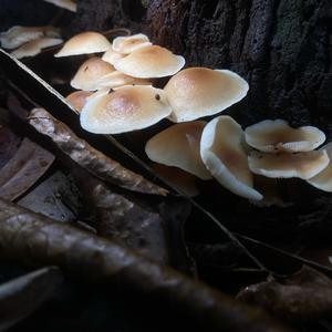 Rauchblättriger Schwefelkopf