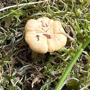 Chanterelle, Common