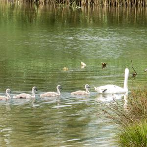 Mute Swan