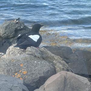 Black Guillemot