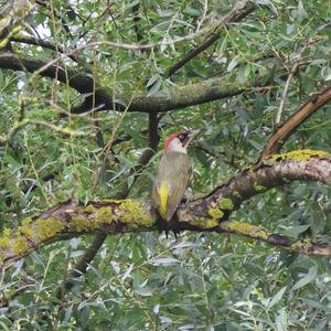 Eurasian Green Woodpecker