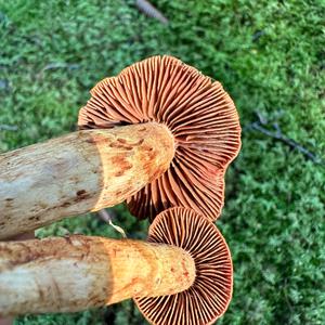 Foxy-orange Web Cap