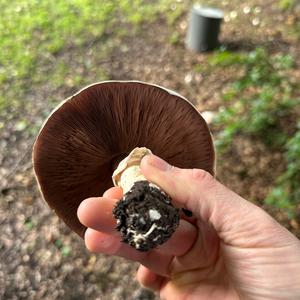 Yellow-foot Agaric