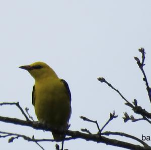 Eurasian Golden Oriole