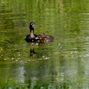 Tufted Duck