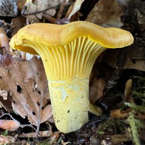 Chanterelle, Common