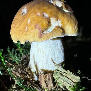 Steinpilz