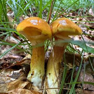 Larch Suillus