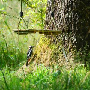 Great Spotted Woodpecker