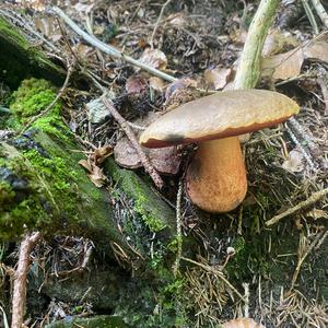 Flockenstieliger Hexenröhrling