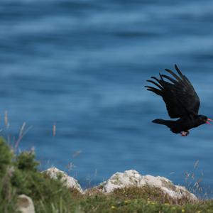 Red-billed Chough