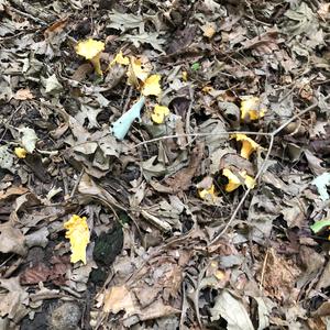 Chanterelle, Common