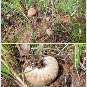 Meadow Puffball