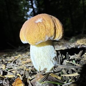 Steinpilz