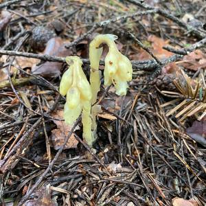 Unknown Species