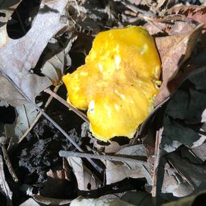 Chanterelle, Common