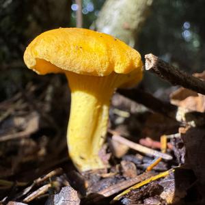 Chanterelle, Common