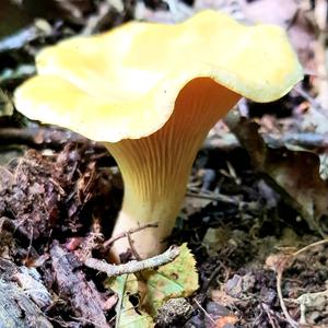 Chanterelle, Common