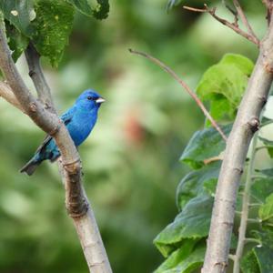 Indigo Bunting