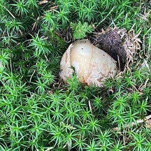 Gemeine Stinkmorchel