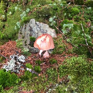 Unknown Species