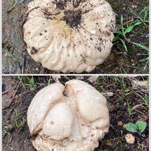 Meadow Puffball