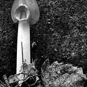 Gelbbräunlicher Scheidenstreifling