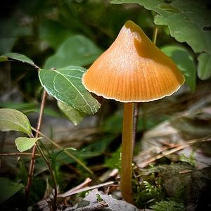 Spitzkegeliger Kahlkopf