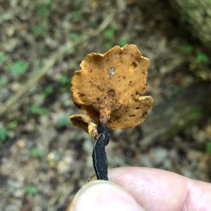 Kastanienbrauner Schwarzfussporling