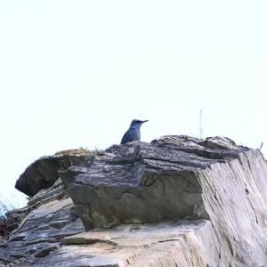 Blaumerle